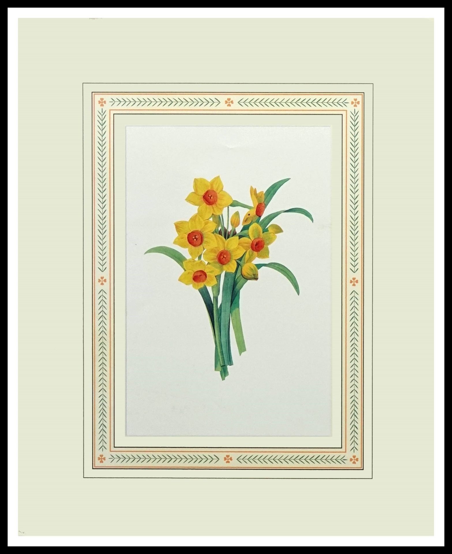 FR SPK2023 Narcissus Tazetta